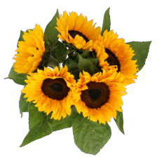 Zonnebloemen